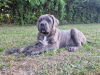 Zusätzliche Fotos: Cane Corso (FCI)