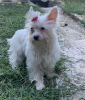 Foto №1. yorkshire terrier - zum Verkauf in der Stadt Ioannina | 2200€ | Ankündigung № 68257
