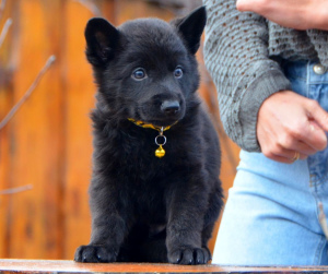 Zusätzliche Fotos: schwarzer Rüde, Schäferhund ab 19.11, KSU / FCI metrisch