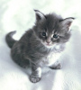 Foto №3. Entzückende Kätzchen zur kostenlosen Adoption in Ihrer Nähe in USA