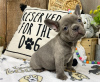 Foto №2 zu Ankündigung № 37362 zu verkaufen mischlingshund - einkaufen Belgien züchter