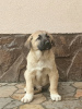 Foto №4. Ich werde verkaufen anatolischer hirtenhund in der Stadt Kiew. vom kindergarten, züchter - preis - 1000€