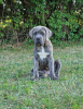 Zusätzliche Fotos: Cane Corso Italiano Welpen (FCI)