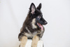 Foto №1. deutscher schäferhund - zum Verkauf in der Stadt Калифорния Сити | 1238€ | Ankündigung № 9240