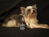 Foto №3. Yorkshire Terrier Biewer Welpe.. Russische Föderation