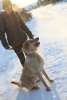 Foto №2 zu Ankündigung № 9012 zu verkaufen mischlingshund - einkaufen Russische Föderation aus dem tierheim