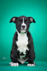 Foto №3. Amerikanischer Staffordshire Terrier. Serbien