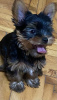 Foto №3. Mini Yorkies. Serbien