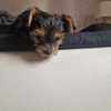 Foto №3. Yorkshire-Terrier-Welpe. Polen