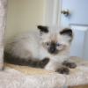 Foto №3. Ragdoll-Kätzchen der Spitzenklasse ab sofort erhältlich. USA
