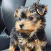 Foto №2 zu Ankündigung № 120141 zu verkaufen yorkshire terrier - einkaufen Finnland quotient 	ankündigung, züchter