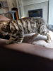 Foto №3. Bengal Cats-Kätzchen stehen zur Adoption zur Verfügung. Niederlande