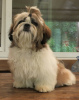 Foto №1. shih tzu - zum Verkauf in der Stadt Kharkov | 946€ | Ankündigung № 52186