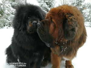 Zusätzliche Fotos: Tibetischer Mastiff