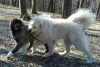 Foto №3. Wir bieten einen großen männlichen kaukasischen Schäferhund, weiße Farbe in Ukraine. Ankündigung № 11229