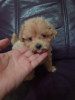 Foto №3. Maltipoo welpen. Serbien