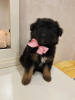 Foto №2 zu Ankündigung № 64123 zu verkaufen mischlingshund - einkaufen Russische Föderation quotient 	ankündigung
