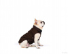 Foto №1. Gestrickte Nanojacke (Pullover) Nano Knit Sweater Dog Gone Smart. in der Stadt Москва. Price - 23€. Ankündigung № 11534
