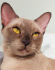 Zusätzliche Fotos: Burmesische Katze für die Zucht