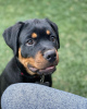 Foto №1. rottweiler - zum Verkauf in der Stadt Братислава | 450€ | Ankündigung № 118170