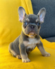 Foto №2 zu Ankündigung № 42044 zu verkaufen französische bulldogge - einkaufen Deutschland quotient 	ankündigung