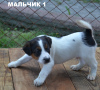 Foto №4. Ich werde verkaufen parson russell terrier in der Stadt Ровно. züchter - preis - 233€