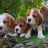 Foto №1. beagle - zum Verkauf in der Stadt Miami | 473€ | Ankündigung № 56348