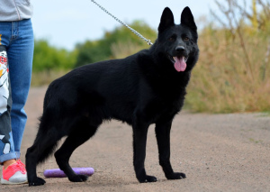 Zusätzliche Fotos: Hündin, Schäferhund von 19.11., schwarz mit FCI-Papieren