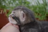 Foto №3. Wunderschöne Bengalkatzen.. Russische Föderation