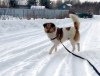 Foto №1. mischlingshund - zum Verkauf in der Stadt St. Petersburg | Frei | Ankündigung № 91089