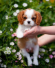 Foto №1. cavalier king charles spaniel - zum Verkauf in der Stadt Гамбург | 400€ | Ankündigung № 80864