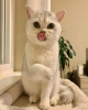 Zusätzliche Fotos: Wunderschöne Sibirische Kätzchen jetzt erhältlich