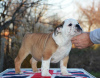 Foto №1. englische bulldogge - zum Verkauf in der Stadt Belgrad | verhandelt | Ankündigung № 85170