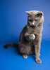 Zusätzliche Fotos: Die charmante britische Katze Gretta möchte unbedingt ein sicheres Zuhause