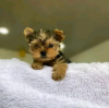 Foto №2 zu Ankündigung № 123114 zu verkaufen yorkshire terrier - einkaufen USA züchter