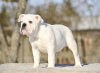 Zusätzliche Fotos: Englische Bulldoggenwelpen