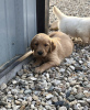 Foto №2 zu Ankündigung № 125192 zu verkaufen golden retriever - einkaufen Deutschland quotient 	ankündigung