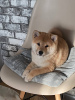 Foto №3. Shiba Inu Welpen. Ukraine