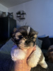 Foto №1. shih tzu - zum Verkauf in der Stadt Гамбург | 300€ | Ankündigung № 123442