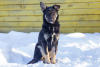 Foto №2 zu Ankündigung № 31929 zu verkaufen mischlingshund - einkaufen Russische Föderation quotient 	ankündigung