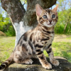 Foto №2 zu Ankündigung № 124313 zu verkaufen bengal katzenrasse - einkaufen Österreich 