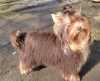 Foto №4. Ich werde verkaufen yorkshire terrier in der Stadt Gomel. züchter - preis - 482€