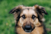 Foto №1. mischlingshund - zum Verkauf in der Stadt Москва | Frei | Ankündigung № 72294