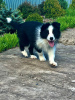 Foto №1. border collie - zum Verkauf in der Stadt Kursk | verhandelt | Ankündigung № 47054