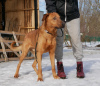 Foto №1. mischlingshund - zum Verkauf in der Stadt St. Petersburg | Frei | Ankündigung № 40319