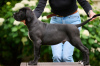 Foto №1. cane corso italiano - zum Verkauf in der Stadt Riga | verhandelt | Ankündigung № 64553