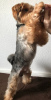 Foto №2. Paarung Service yorkshire terrier. Preis - verhandelt