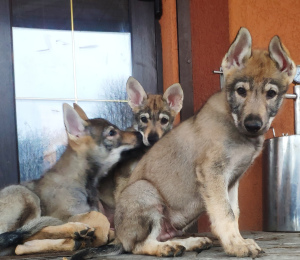 Zusätzliche Fotos: Tschechoslowakische Wolfshundewelpen zu verkaufen