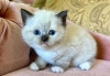 Foto №2 zu Ankündigung № 103754 zu verkaufen ragdoll-katze - einkaufen Deutschland quotient 	ankündigung