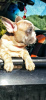 Zusätzliche Fotos: französische bulldogge welpen blue merle